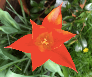 Mail Order Plants – its gardening time!