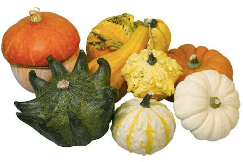 Fine Food Specialist ornamental pumpkins