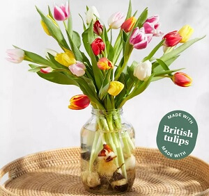 English tuliip from bloom and wild in a vase