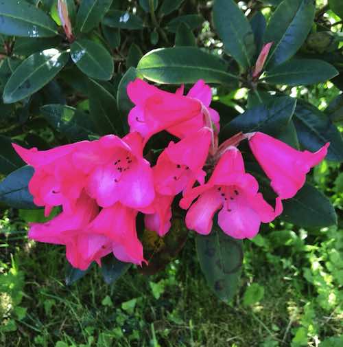 rhododendron pink
