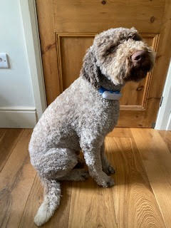 Lagotto Romagnolo Dog wearing a gps dog tracker 