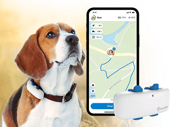Beagle wearing a gps dog tracker 
